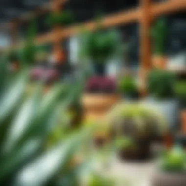 Seasonal Discounts on Large Planters A seasonal sale display featuring discounted large planters.