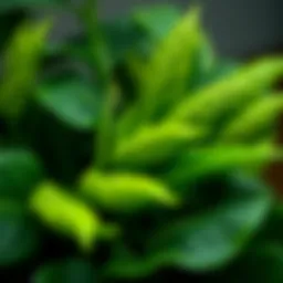 Close-up of a realistic artificial plant showcasing intricate leaf details.