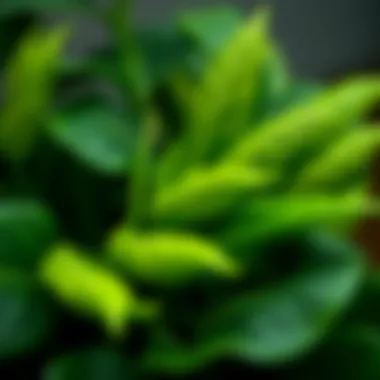 Close-up of a realistic artificial plant showcasing intricate leaf details.